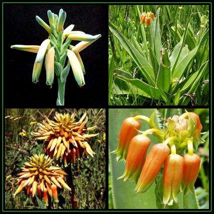 Aloe boylei - Broad-leaved Grass Aloe - 5 Seed Pack - Indigenous South African Succulent - NEW