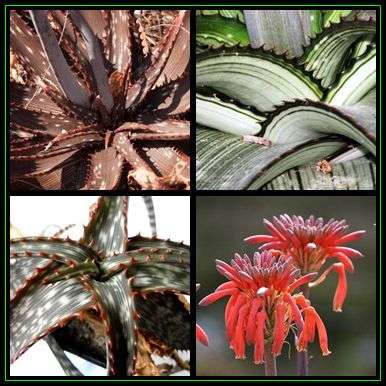 Aloe branddraaiensis - 5 Seed Pack - Indigenous Succulent - Worldwide Shipping - NEW