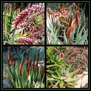 Aloe castanea x Aloe globuligemma - Natural Hybrid - 5 Seed Pack - Indigenous Succulent, NEW