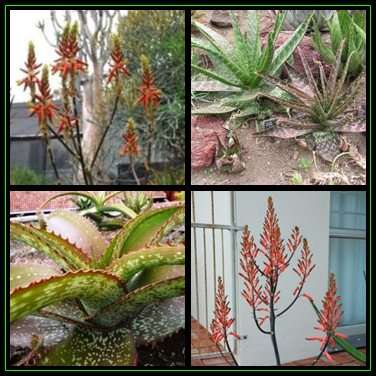 Aloe dyeri Seeds - Indigenous Succulent - Worldwide Shipping, NEW