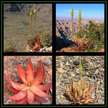Aloe gariepensis Seeds - Green Flowers - Indigenous Succulent - Worldwide Shipping, NEW