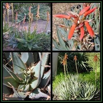 Aloe glauca - Blue Aloe - 10 Seed Pack - Indigenous Succulent - Worldwide Shipping, NEW