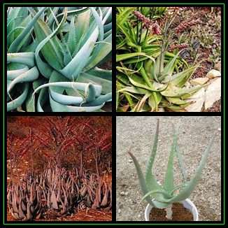 Aloe globuligemma - Beady Aloe - 10 Seed Pack - Indigenous Succulent - Worldwide Shipping, NEW