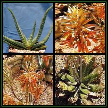 Aloe greatheadii var davyana - 5 Seed Pack - Indigenous Succulent - Worldwide Shipping, NEW