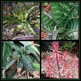 Aloe greenii - 10 Seed Pack - Indigenous Succulent - Worldwide Shipping, NEW