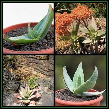 Aloe kouebokkeveldensis - 5 Seed Pack - Indigenous Succulent - Worldwide Shipping, NEW