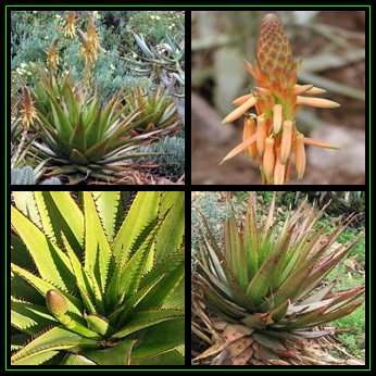 Aloe lineata var. muirii - 5 Seed Pack - Indigenous Succulent - Worldwide Shipping, NEW