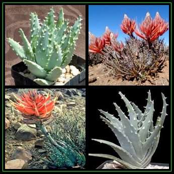 Aloe longistyla - Ramenas - 10 Seed Pack Indigenous Succulent - Worldwide Shipping - NEW