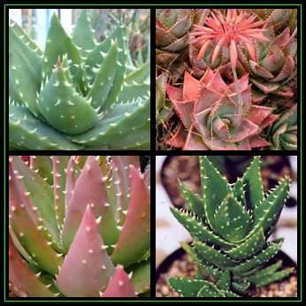 Aloe mitriformis Seeds - Bishop's Cap Aloe - Indigenous Succulent - Worldwide Shipping, NEW