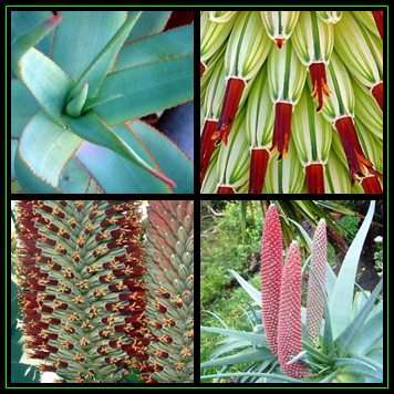 Aloe speciosa - Tilt-Head Aloe - 5 Seed Pack - Indigenous Succulent - Worldwide Shipping, NEW