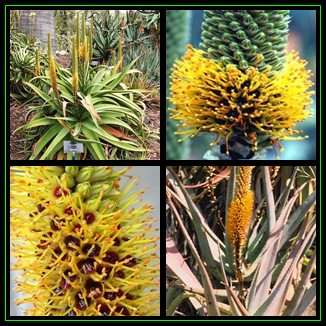 Aloe spicata Seeds - Bottle-Brush Aloe - Indigenous Succulent - Worldwide Shipping, NEW