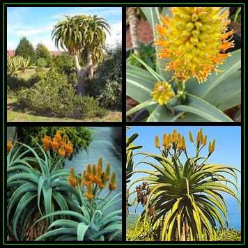 Aloe thraskii - Dune Aloe - 20 Seed Pack - Indigenous Succulent - Worldwide Shipping, NEW