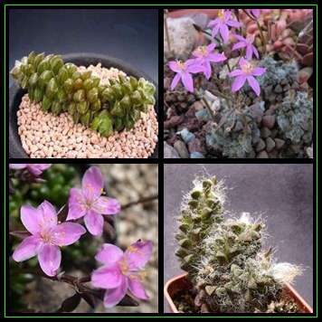 Anacampseros filamentosa - 10 Seed Pack Indigenous Succulent - Worldwide Shipping