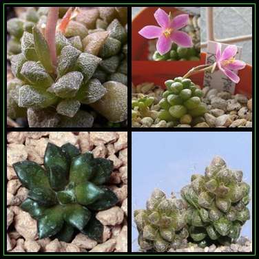 Anacampseros karasmontana - 5 Seed Pack Indigenous Succulent - Worldwide Shipping