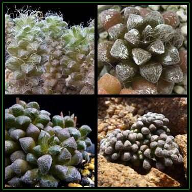 Anacampseros namaquensis - 20 Seed Pack Indigenous Succulent - Worldwide Shipping, NEW