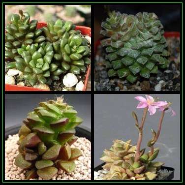 Anacampseros retusa - 5 Seed Pack Indigenous Succulent - Worldwide Shipping