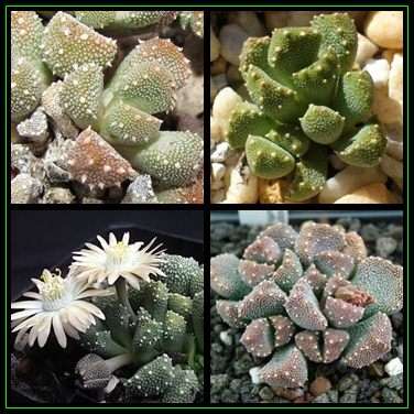 Aloinopsis luckhoffii Seeds - Indigenous Succulent Mesemb - Worldwide Shipping, NEW