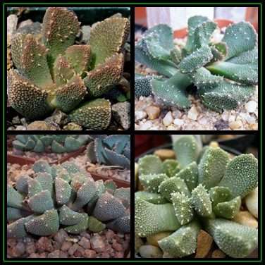 Aloinopsis setifera - 20 Seed Pack Indigenous Succulent Mesemb - Worldwide Shipping, NEW