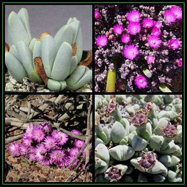 Antimima dualis - 10 Seed Pack - Indigenous Succulent Mesemb - Worldwide Shipping, NEW