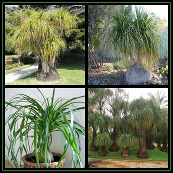 Ponytail Palm - Beaucarnea recurvata Seeds - 50 Seed Pack - Nolina recurvata - Exotic Tropical Tree