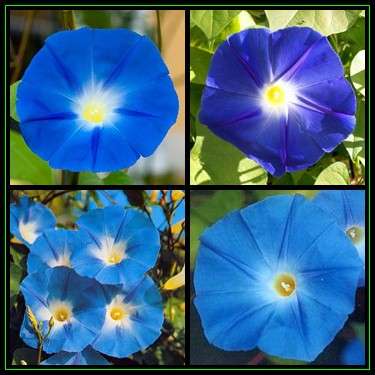 Ipomoea tricolor - Heavenly Blue Morning Glory  - 25 Seed Pack - Exotic Climber Vine NEW