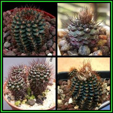 Frailea angelesii Seeds - Rare Exotic Cactus Succulent - Combined Global Shipping - NEW