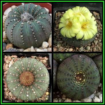 Frailea castanea - 5 Seed Pack - Rare Exotic Cactus Succulent - Combined Global Shipping NEW