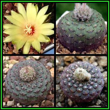Frailea cataphracta - 5 Seed Pack - Rare Exotic Cactus Succulent - Combined Global Shipping NEW