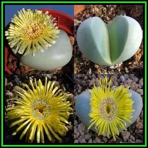 Argyroderma crateriforme - 5 Seed Pack - Indigenous Succulent Mesemb - Combined Global Shipping NEW