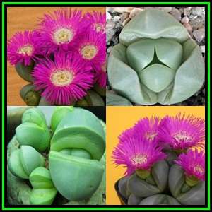 Argyroderma delaettii-roseum Seeds - Indigenous Succulent Mesemb - Verfied User - NEW