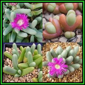 Argyroderma fissum - 5 Seed Pack - Indigenous Succulent Mesemb -Verfied Seller, Global Shipping- NEW