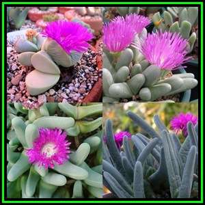 Argyroderma fissum -20 Seed Pack - Indigenous Succulent Mesemb -Verfied Seller, Global Shipping- NEW