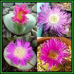 Argyroderma pearsonii Seeds - Indigenous Succulent Mesemb - Insured Global Shipping - NEW