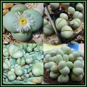 Argyroderma pearsonii forma luckhoffii - 10 Seed Pack - Indigenous Succulent Mesemb - NEW