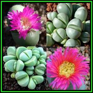 Argyroderma testiculare -10 Seed Pack- Indigenous Succulent Mesemb - Global Shipping - NEW