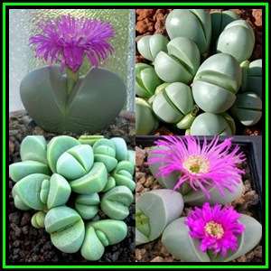 Argyroderma testiculare Seeds - Indigenous Succulent Mesemb - Global Shipping - NEW