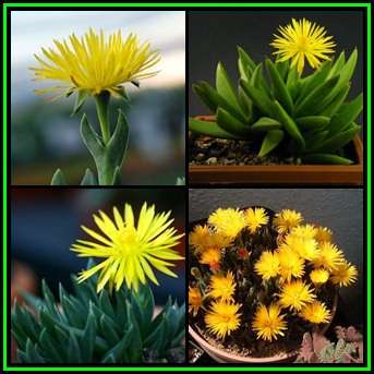 Bergeranthus multiceps - 10 Seed Pack - Indigenous South African Succulent Mesemb - NEW