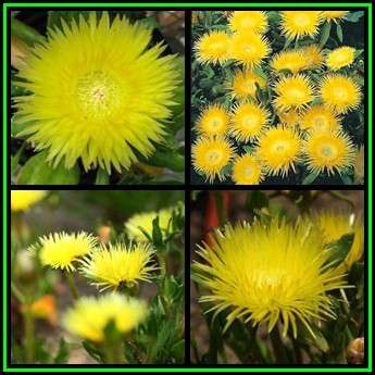 Carpanthea pomeridiana Seeds - Indigenous Succulent Mesemb - Verfied Seller - NEW