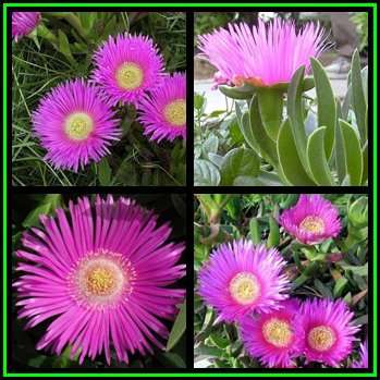 Carpobrotus acinaciformis Seeds - Indigenous Succulent Mesemb - Global Shipping - NEW