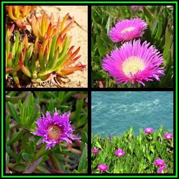 Carpobrotus edulis Seeds - Indigenous Succulent Mesemb - Global Shipping - NEW