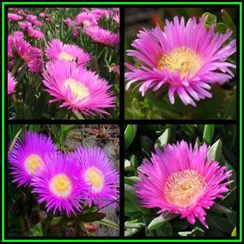 Carpobrotus edulis -10 Seed Pack- Indigenous Succulent Mesemb - Global Shipping - NEW
