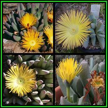 Cheiridopsis robusta Seeds - Indigenous Succulent Mesemb -Combined Global Shipping- NEW