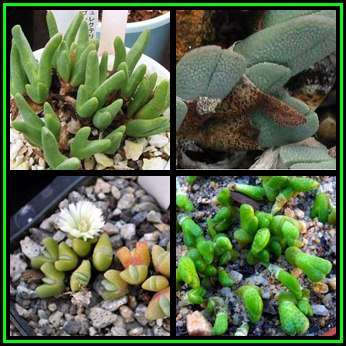Cheiridopsis schlechteri - 10 Seed Pack - Indigenous Succulent Mesemb -Combined Global Shipping- NEW