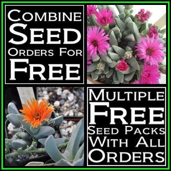 Cheiridopsis speciosa Seeds - Indigenous South African Succulent Mesembs - NEW