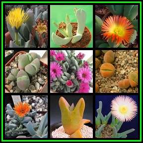 Cheiridopsis Mixed Species - 60 Seed Pack - Bulk Indigenous Succulent Mesembs - NEW