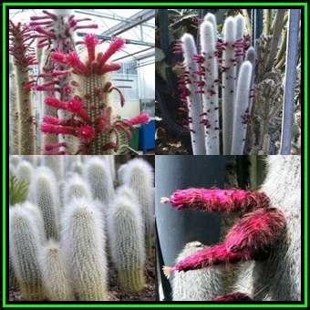 Cleistocactus strausii Seeds - Exotic Cactus Succulent - Combined Global Shipping - NEW