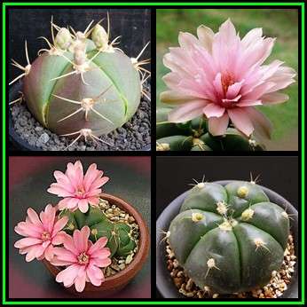 Gymnocalycium buenekeri Seeds - Exotic Cactus Succulent - Combined Global Shipping - NEW