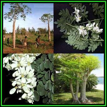 Moringa oleifera - 20 Seed Pack - Miracle Tree, Horseradish Tree - Edible Medicinal Vegetable - NEW