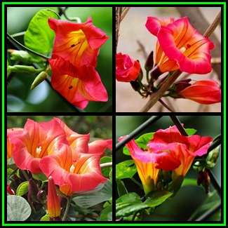 Stictocardia macalusoi - 10 Seed Pack - Rare Indigenous Perennial Climber - NEW