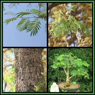Acacia galpinii Seeds - Monkey Thorn Tree - Apiesdoring - Combined Global Shipping - NEW